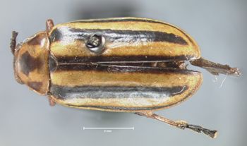 Media type: image;   Entomology 29048 Aspect: habitus dorsal view